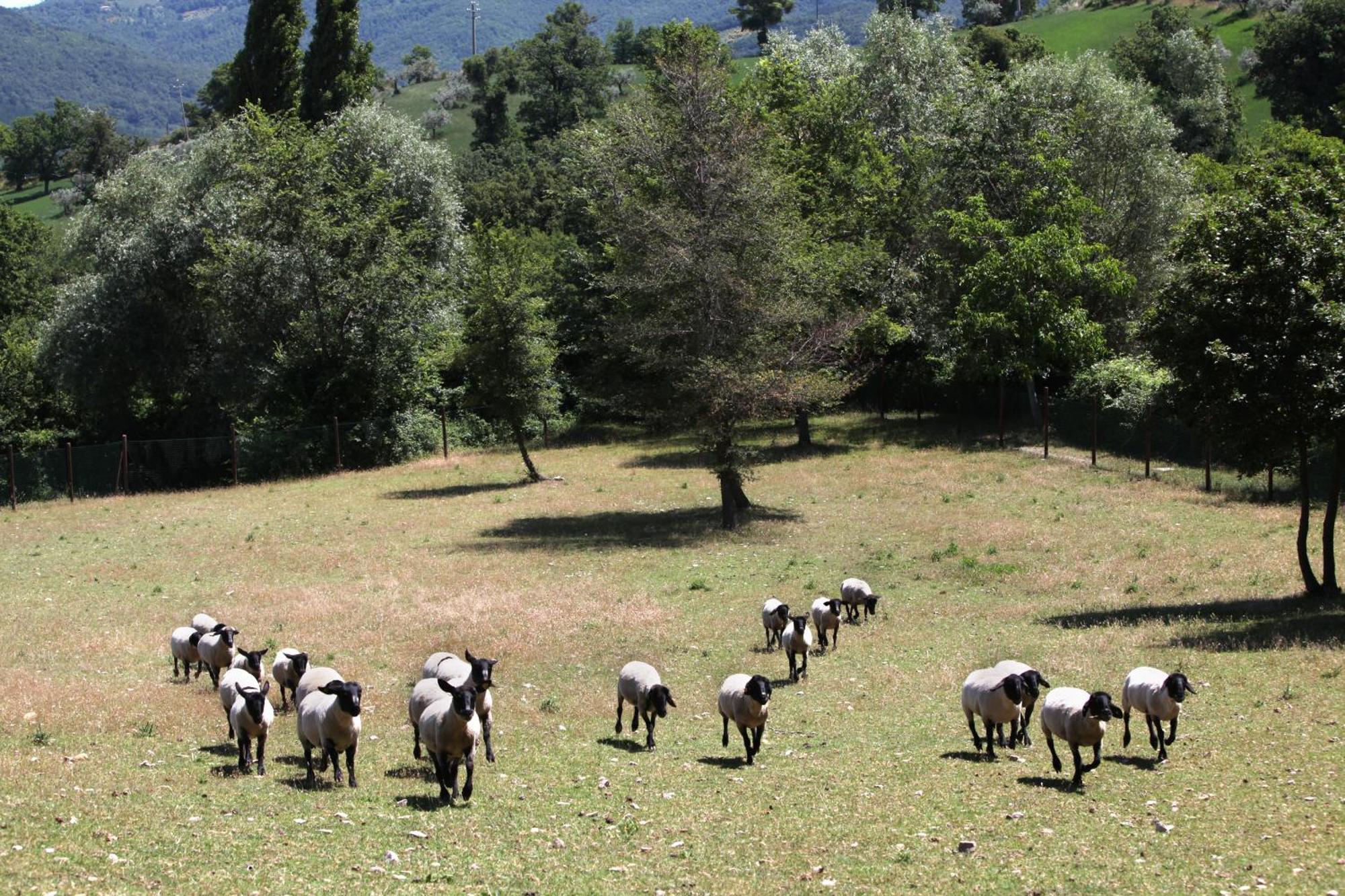 Villa Agriturismo Il Castello Assisi Exterior foto